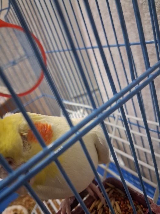 Продам попугай с клетка карелла