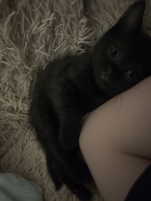 Котенок девочка отдам либо обмен на мальчика