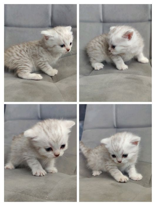 Шотландские вислоухие