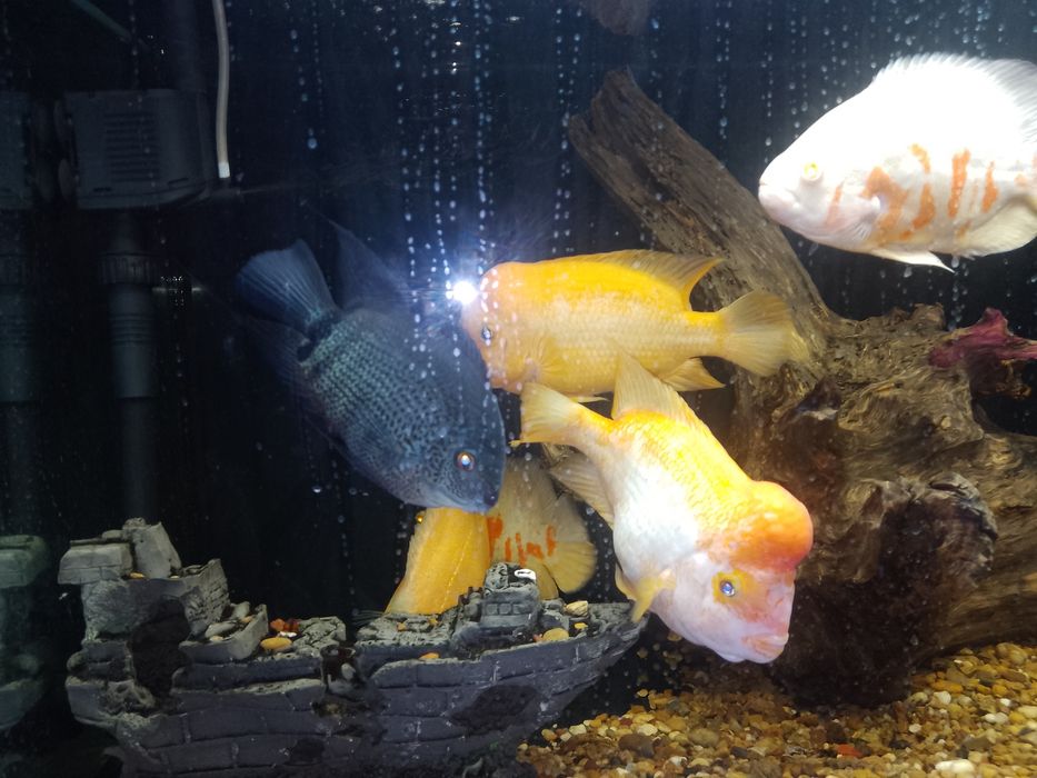 Американские цыхлиды