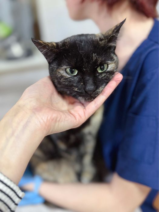 Стерилизованная кошечка ищет дом