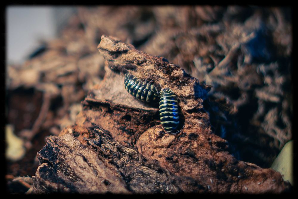 Продавам Изоподи/Мокрици за биоактивен терариум