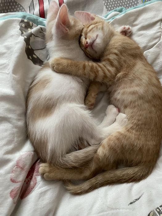 Котята девочки1111