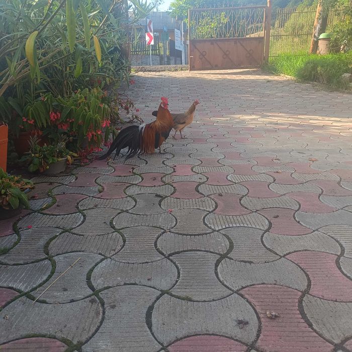 Găini phionix,trei puicuțe și un cocoșel