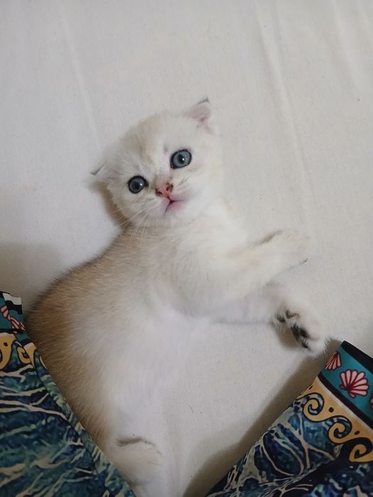 Продаётся котёнок породы шиншилла.