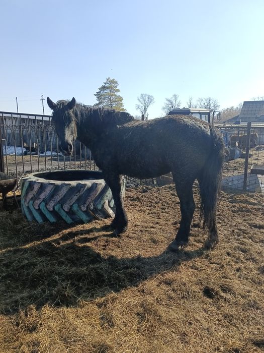 Продам меренов обученых