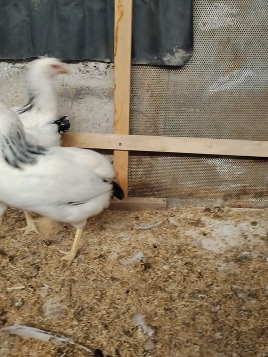 Adler tovuqlar sotiladi 2 dona