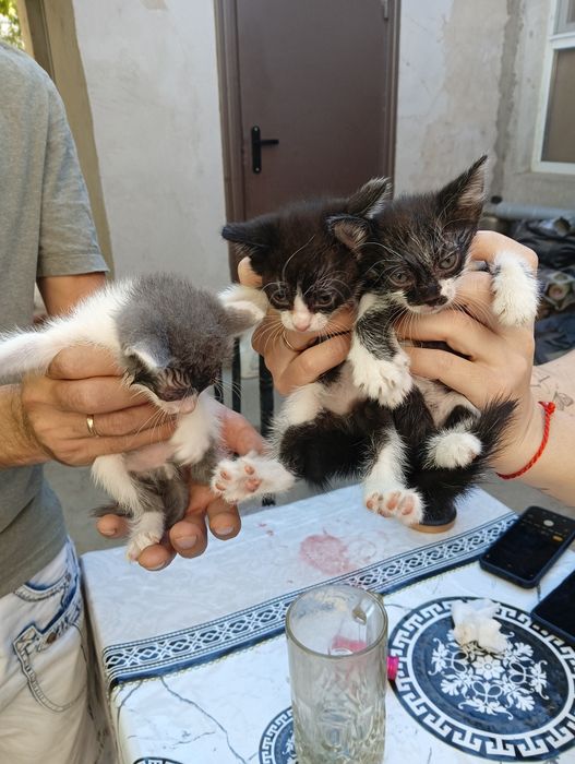 Отдаем милых котят в хорошие руки