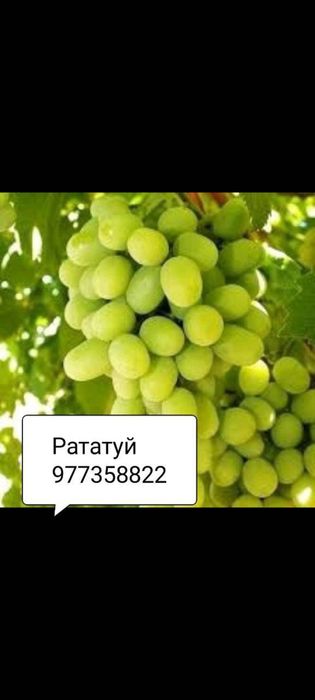 Аватар, рататуй, ламборджини узум  каламчалари ва кучатлари