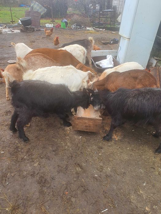 Vind 4 capre de rasa