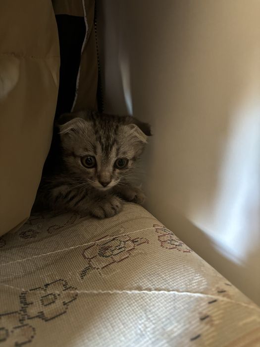 Кот вислоухий шотландец