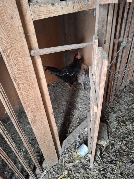 Продам домашних петухов