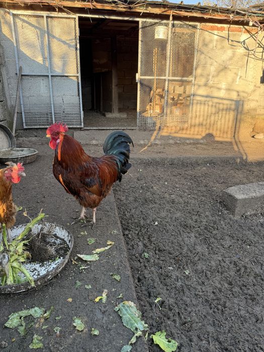 Млади домашни петли