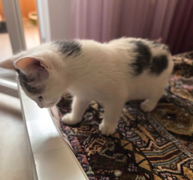 Подарявам мъжко котенце