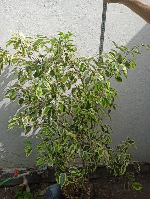 Продам большие фикусы