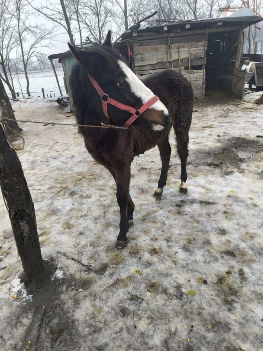 Mânză de vanzare sau schimb