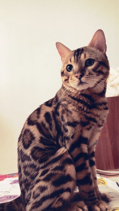 Вязка кота ищет кошечку