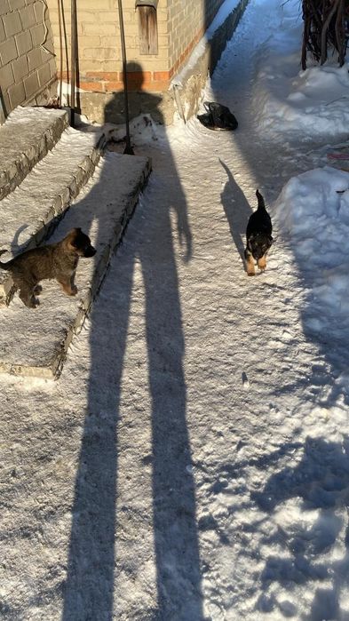 щенята от полунемки и немца