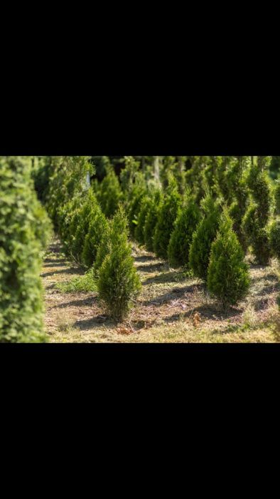 Pepiniera Tuia si Bonsai