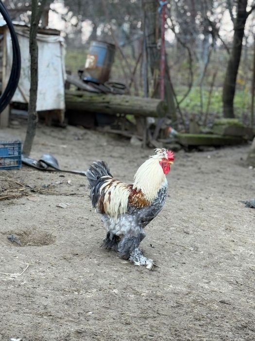 Cocosi diferite rase