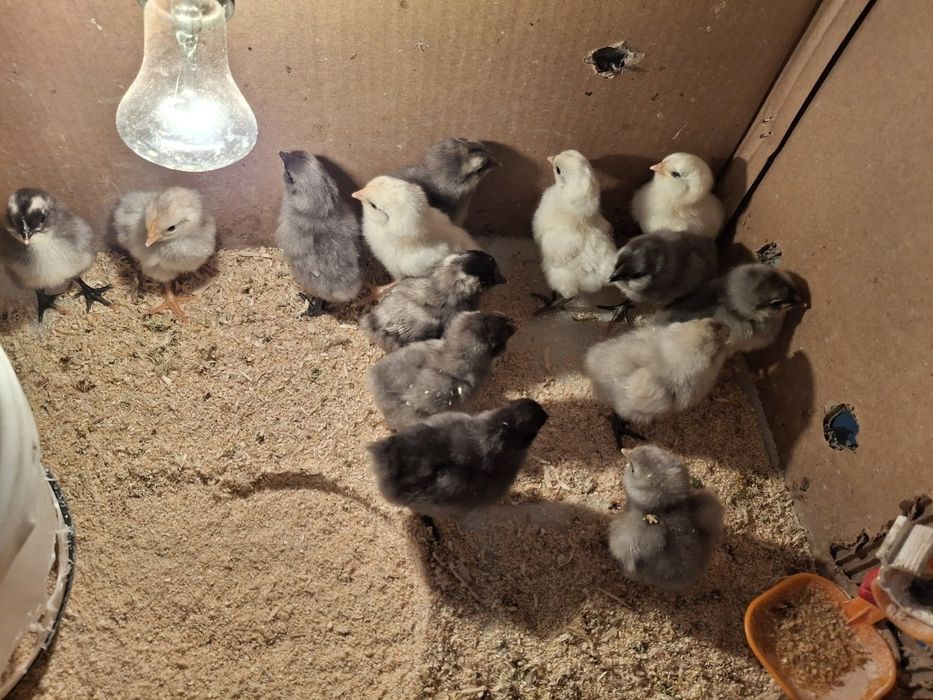 Жужа амераукана 30000минг