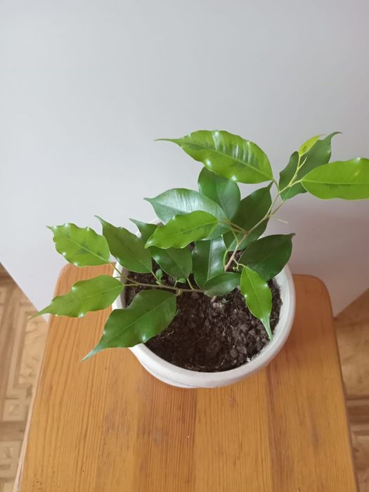 Продам фикусы бенджамина, алоэ, золотой ус, каланхоэ, сансевьерии