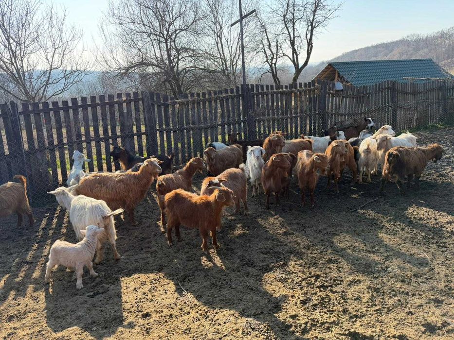 Vând 40 CAPRE fără coarne cu iezi – bune de carne şi de lapte