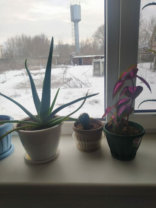 Цветы комнатные продам