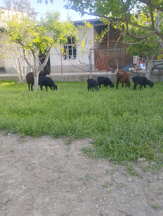 Ekizchi quy qidirib yurganlarga chista Xisor quylar sotiladi srochna