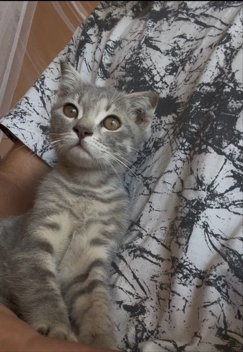 Mushuk cmvmmvvk