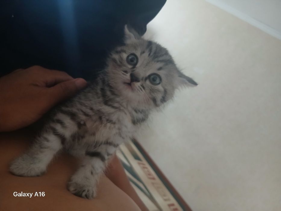 Шотландский мен смешнийй