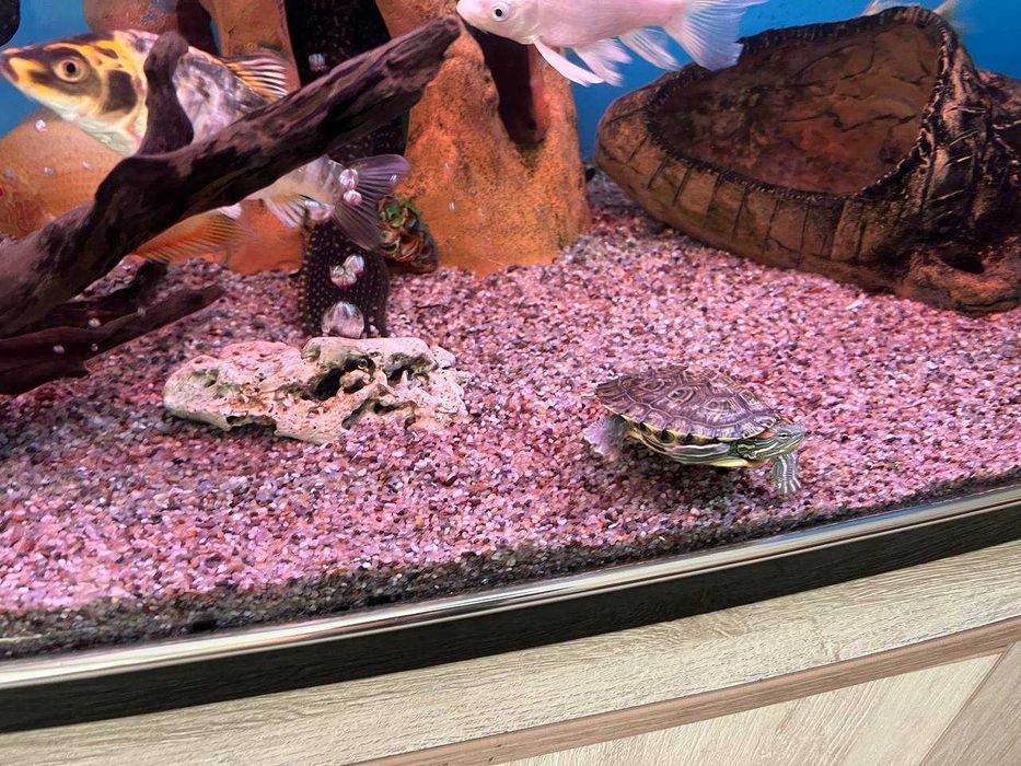 черепаха тошбака 10см