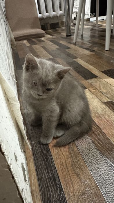Котята девочки отдам в добрые руки….