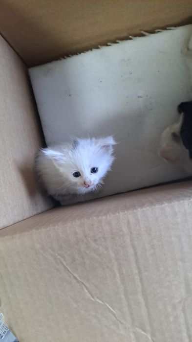 Отдам котят срочно
