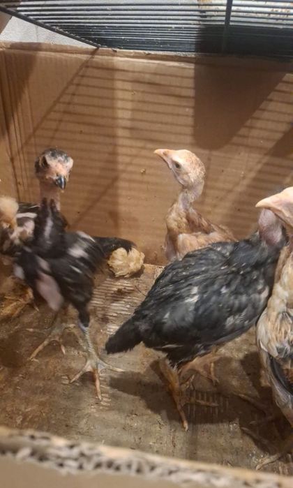 Продам цыплят вывод 26 января