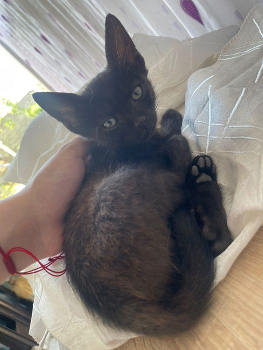 Spre adoptie! Mici,jucăusi si iubitori.