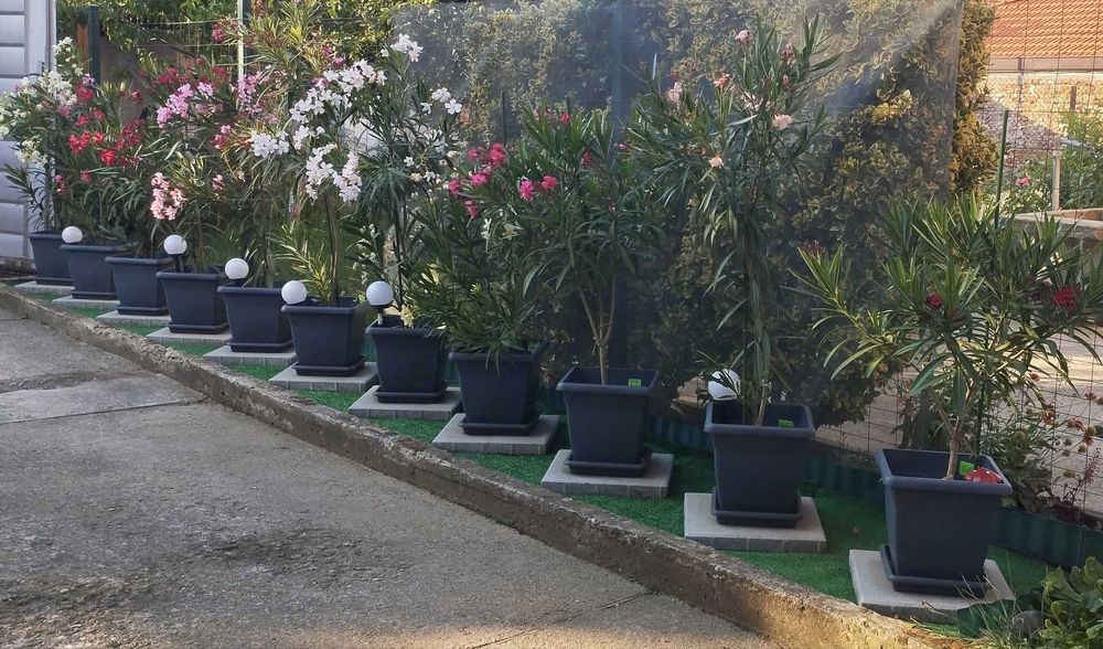 Големи олеандри ( лян,зокум)