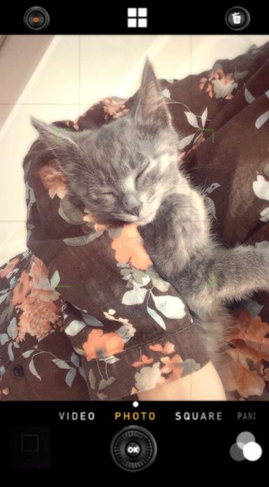 Котенок в добрые руки