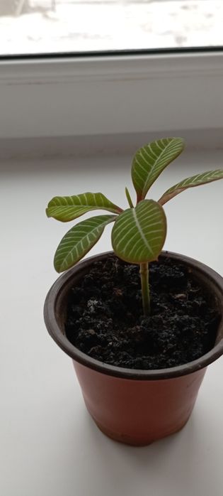 Комнатный цветок молочай...