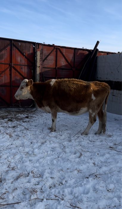 3 бас сиыр сатылады