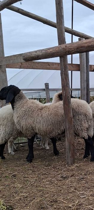 Berbec original 8 luni