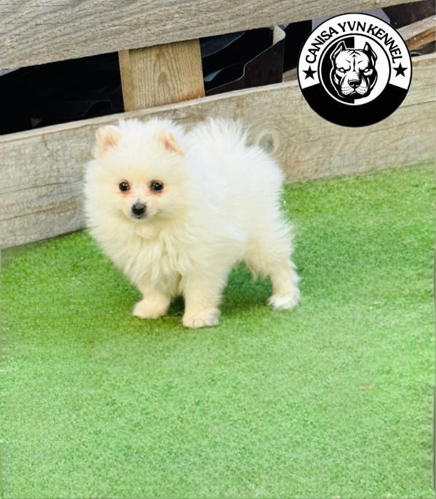 Mascul pomeranian miny cu pedegree