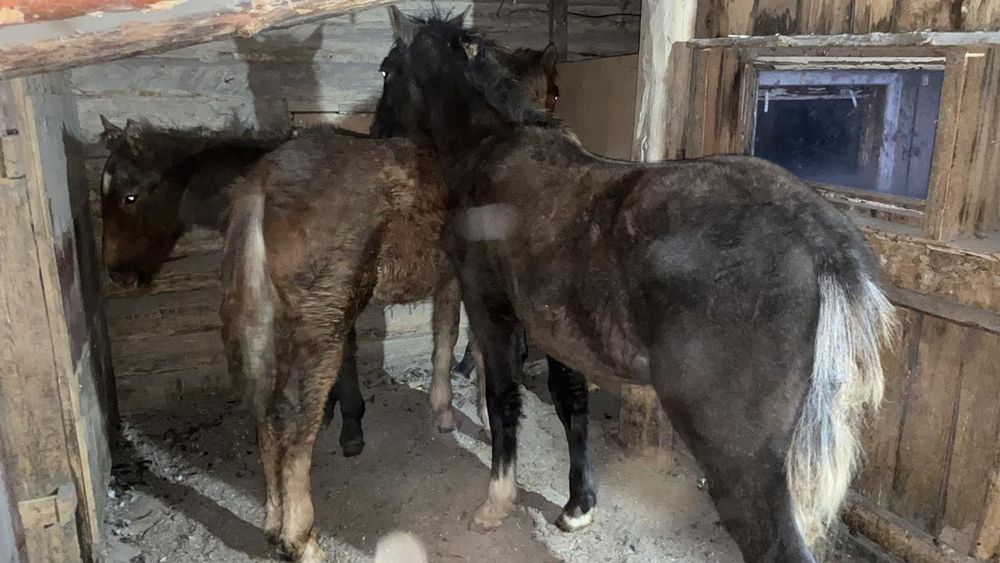 Продам жабагы 3 шт.