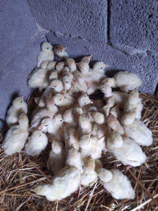 Vânzare Pui de curcă crescuți natural