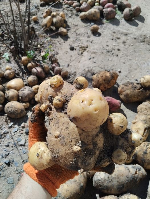 Услуги грузчиков!