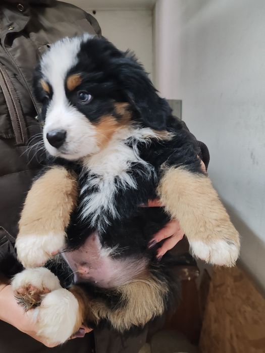 Щенки Бернского Зейнедхуда