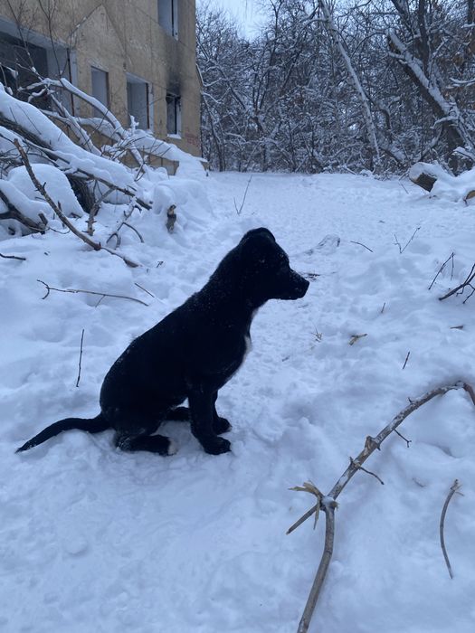 Отдам девочку в добрые руки!