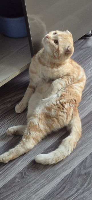 Scottish fold mushuk