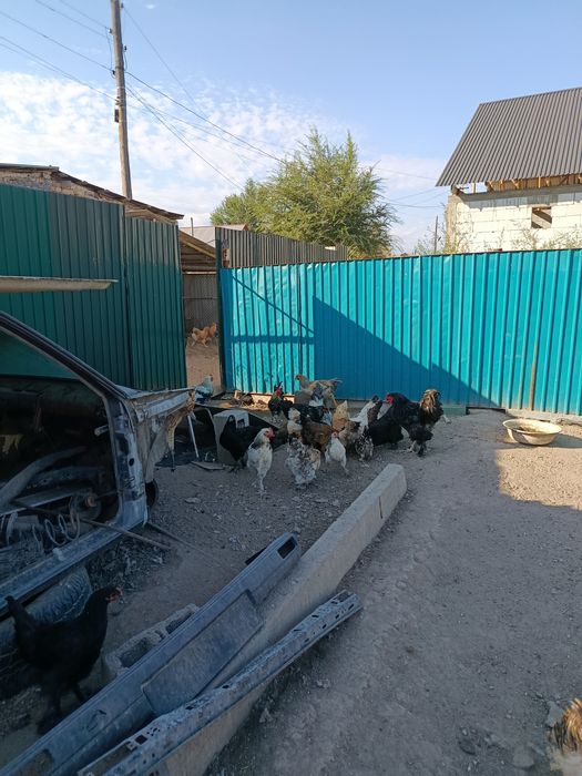 Продам домашних курей
