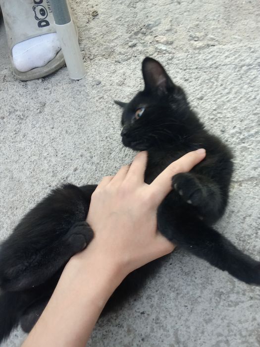 Отдаём кошку из за переезда
